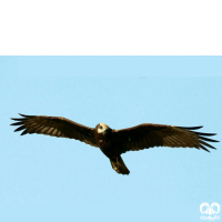 گونه سنقر تالابی Western Marsh Harrier